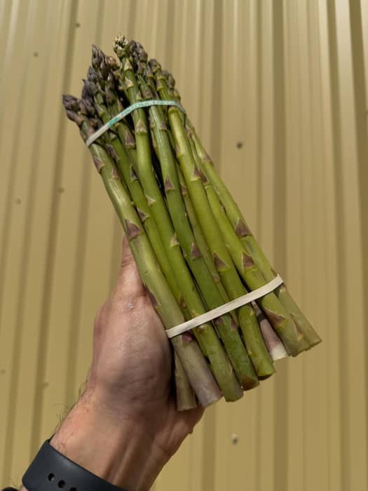 What’s in the Barn Market! Fresh Ontario Asparagus Ontario Tomatoes 🍅 Ontario Cucumbers 🥒 Ontario Peppers 🫑 Local Garlic 🧄 Ontario Onions 🧅 Ontario Shallots 🧅 Homemade Jam �…