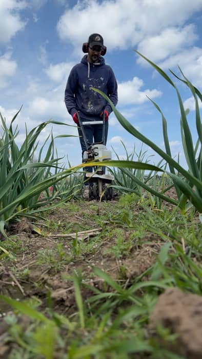 Out in the garlic field today. Here’s how we get rid of weeds to give the garlic all the nutrients it needs 🧄